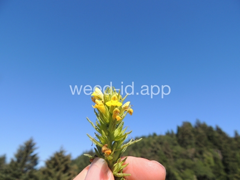 parentucellia, yellow